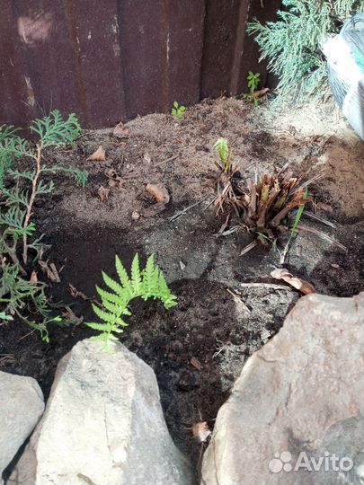 Папоротник