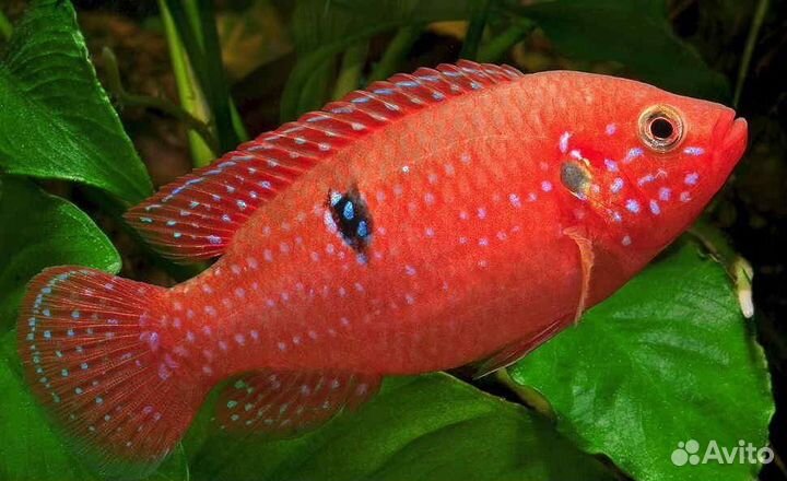 Хромис красавец