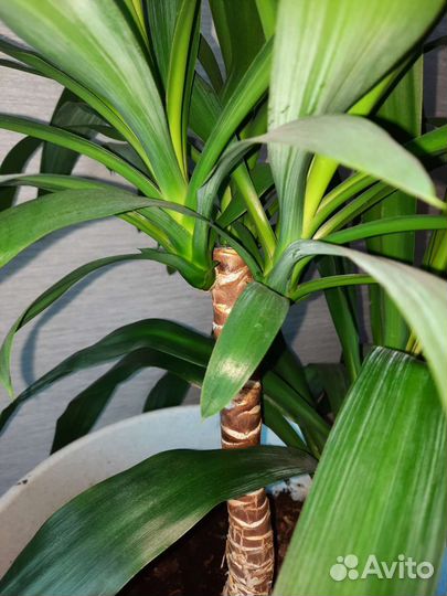 Юкка слоновая. большие комнатные цаеты