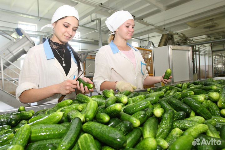 Упаковка овощей(вахта всё включено)