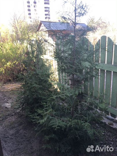 Саженцы туи