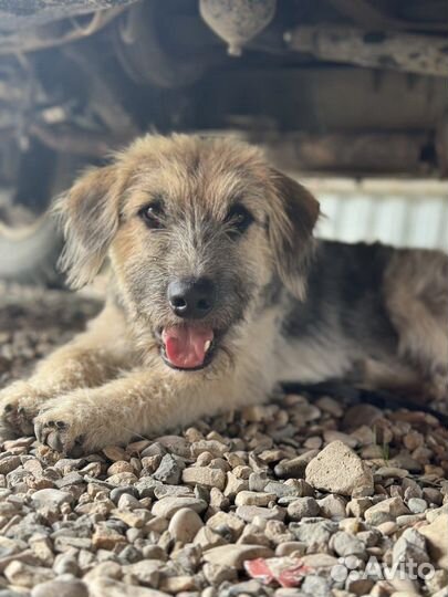 Возьмите щенка пожалуйста