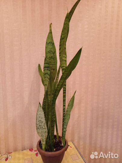 Сансиверия