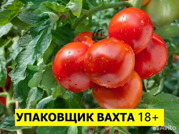 Упаковка томатов вахта Новоминская Краснодарский к