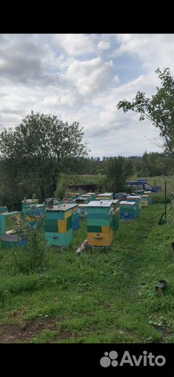 Пчелосемьи