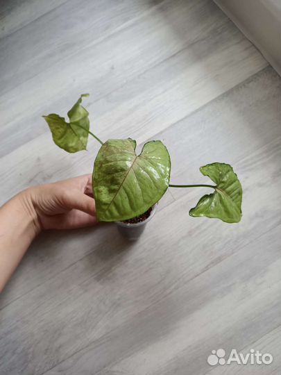 Сингониум Кристмас Мутейшн