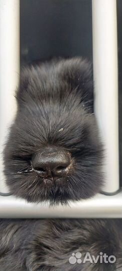 Щенки ризеншнауцера