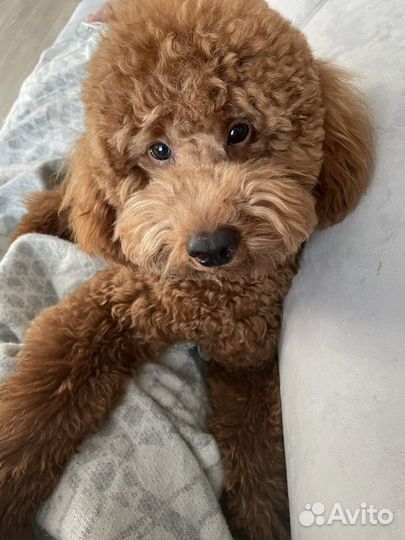 Вязка Пудель