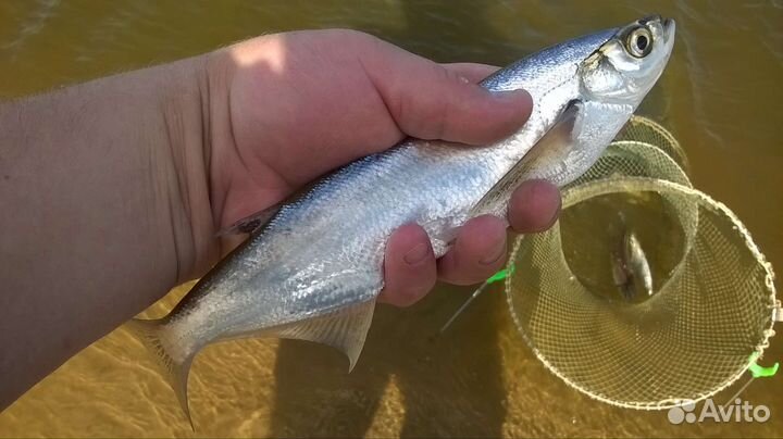 Снасть для ловли чехони. Идеальная резинка