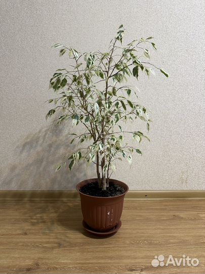 Фикус бенджамина большой