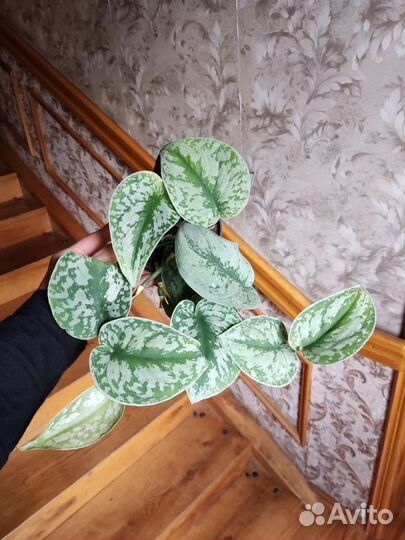 Сциндапсус пиктус треби