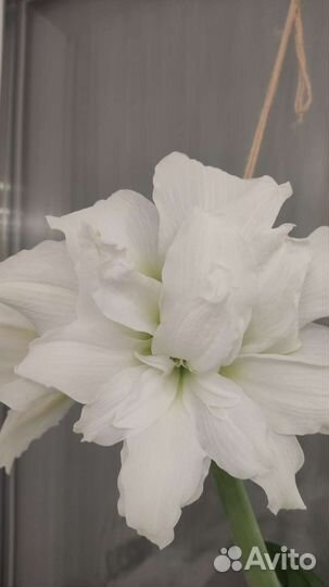 Гиппеаструм белый