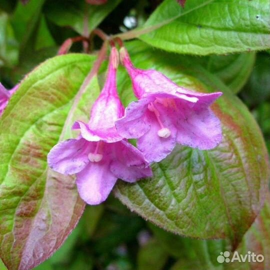 Вейгела Вингс оф фаер