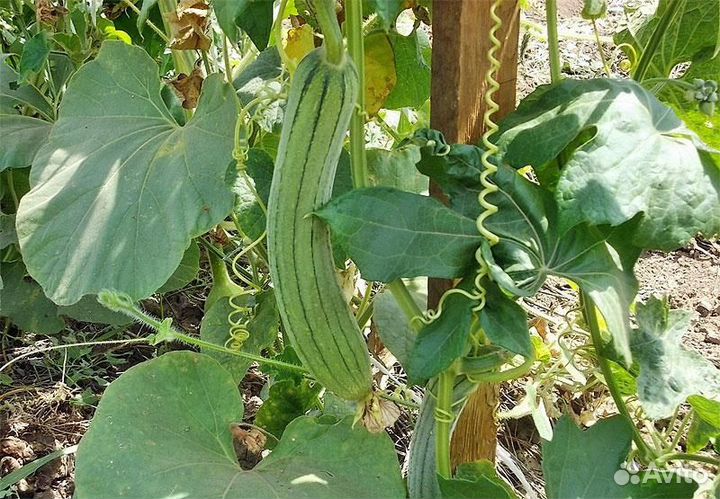 Люффа египетская, лиана, семена