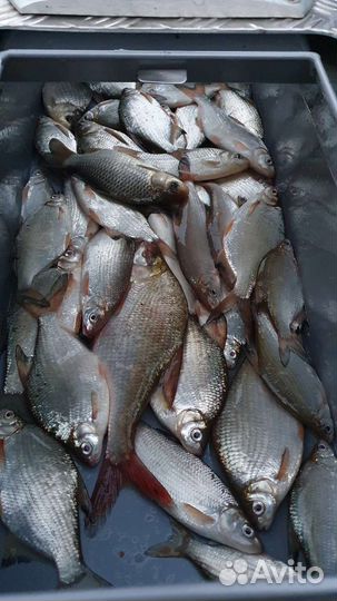 Охота и рыбалка