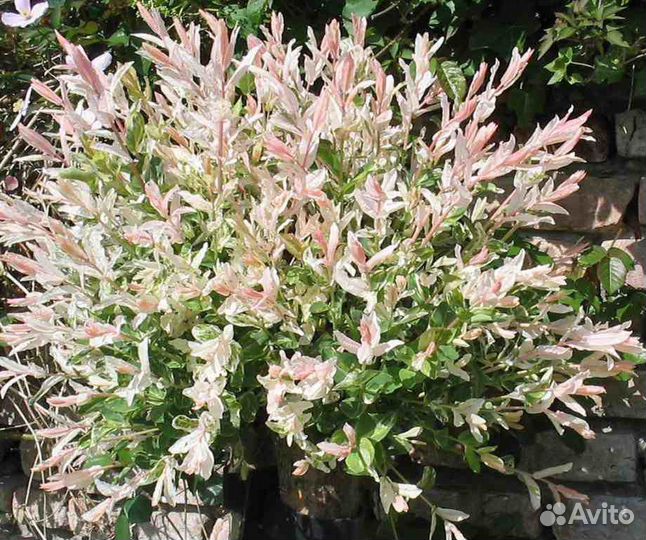 Саженцы декоративных кустарников зкс дерен ива бар