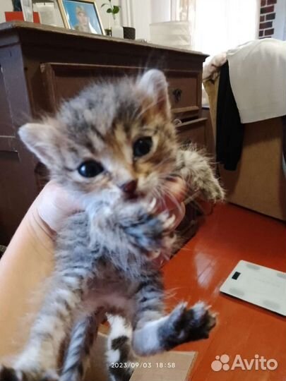 Отдам котенка в добрые руки