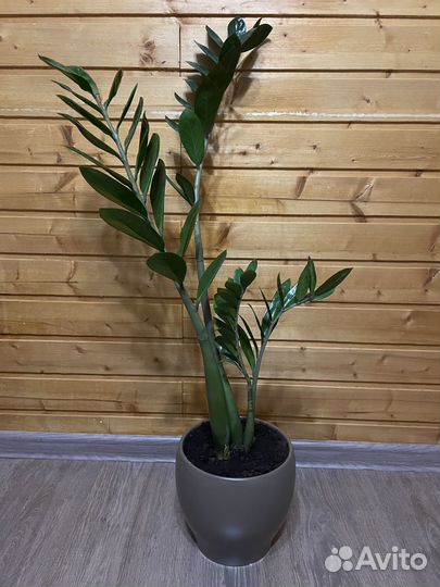 Фикус, замиакулькас