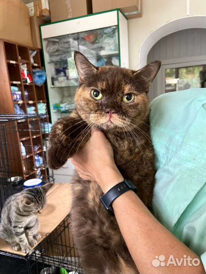 Кошка Плюшка в приюте ждёт хозяев