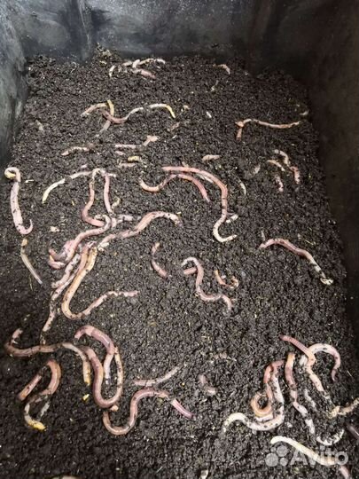 Черви для рыбалки