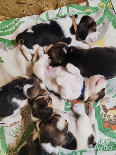 Щенки бигль