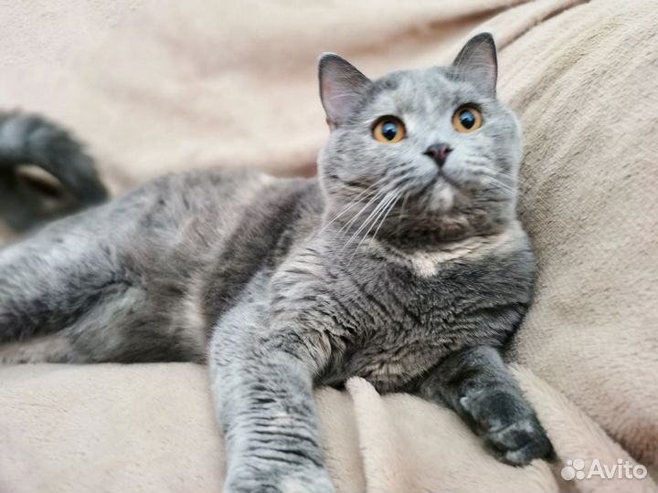 Британская кошка