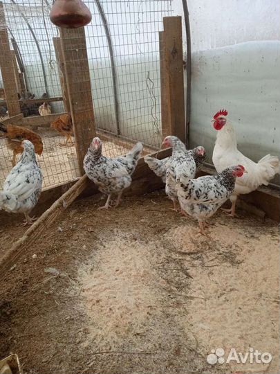 Мясо-яичные породы