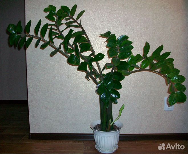 Замиокулькас