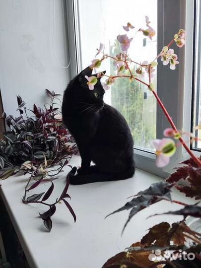 Королева кошачьего царства