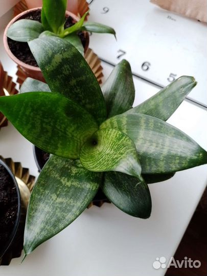 Сансевьера Хана