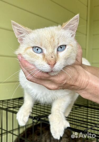 Кошка в дар