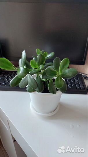 Денежное дерево (Толстянка, Крассула)
