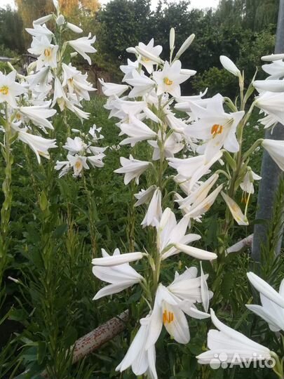 Белая лилия лекарственная