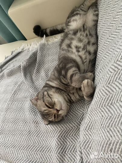 Кот для вязки