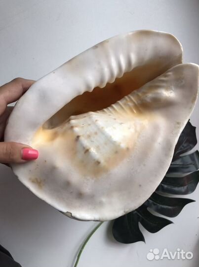 Ракушка раковина морская cassis