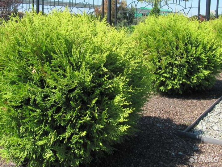 Туя смарагд, брабант, живая изгородь