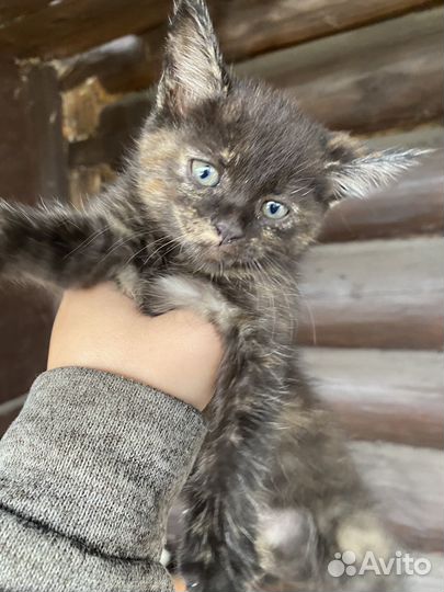 Котята мейн-кун