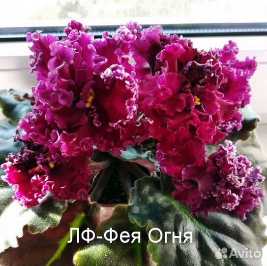 Листики фиалки