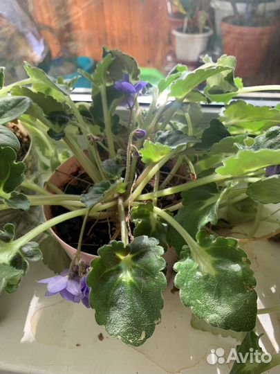 Фиалки взрослые