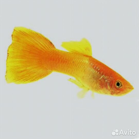 Гуппи Жёлтые (Poecilia reticulata) cамки