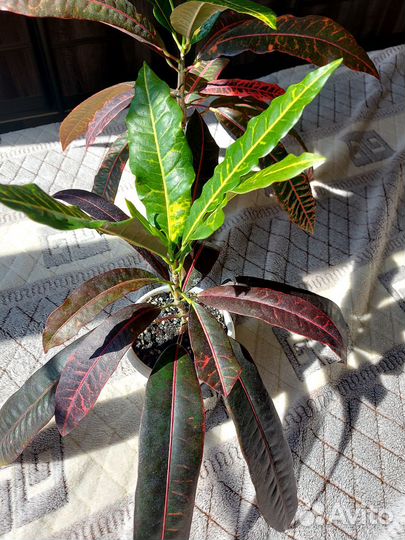 Кротон,кодиум-Queen Victoria,гуябо,филодедрон