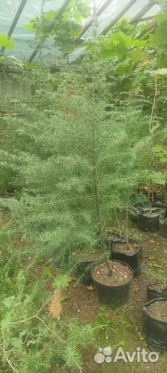 Кедр ливанский саженцы