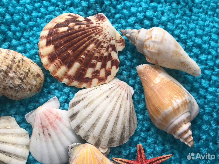 Морские ракушки с плетеной корзинкой