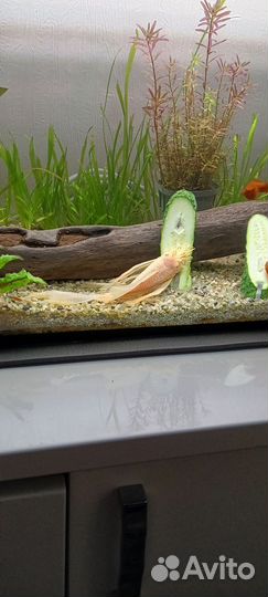 Анциструс вуалевый самец