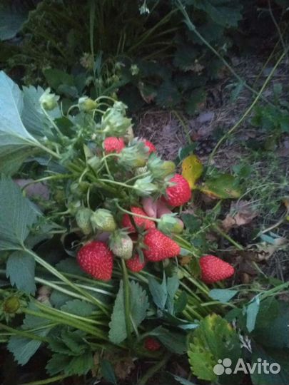 Рассада клубники