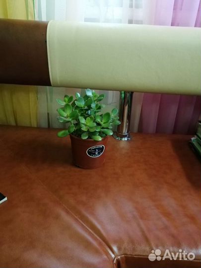 Живое дерево все вместе