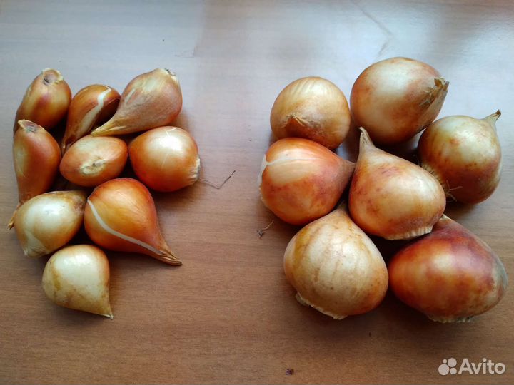 Луковицы королевских тюльпанов