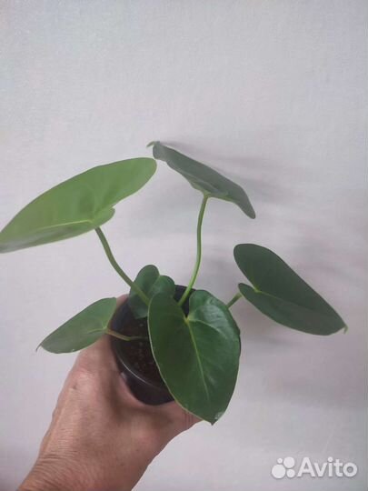 Антуриум Девоут