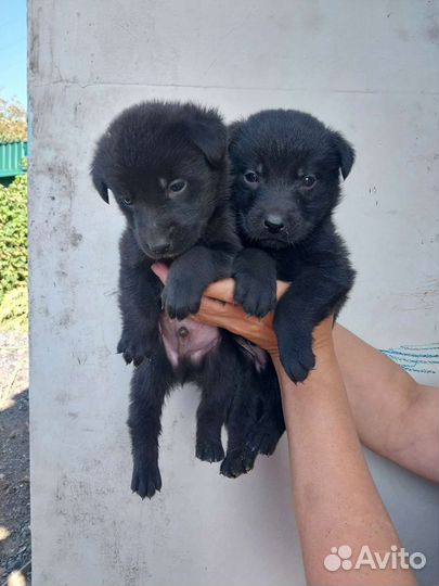 Щенки немецкой овчарки