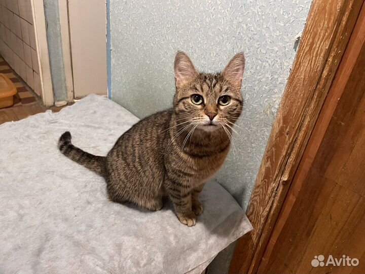 Кошка Малышка ищет нового хозяина